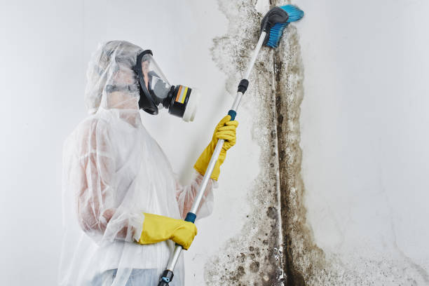 Best Commercial Mold Remediation in Issaquah, WA