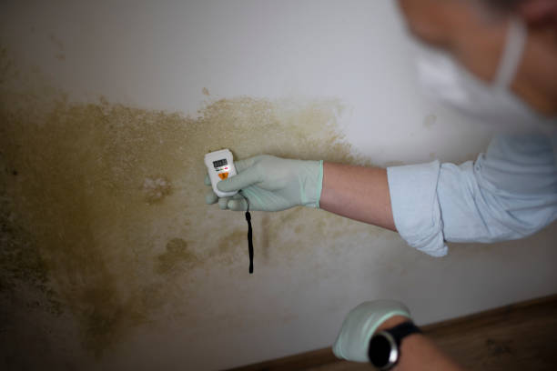 Professional Mold Remediation in Issaquah, WA