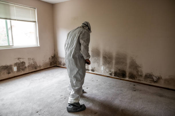 Best Emergency Mold Remediation in Issaquah, WA