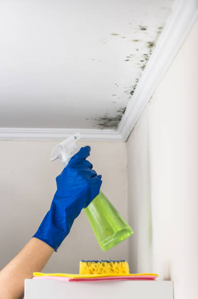 Best Post-Flood Mold Remediation in Issaquah, WA