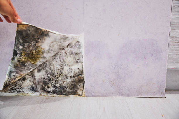 Best Emergency Mold Remediation in Issaquah, WA